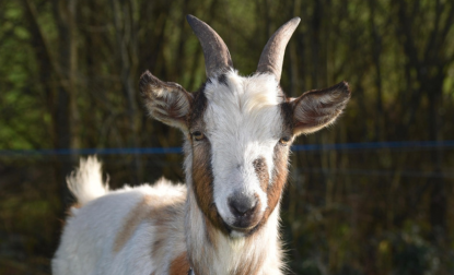 Halal Goats Farm